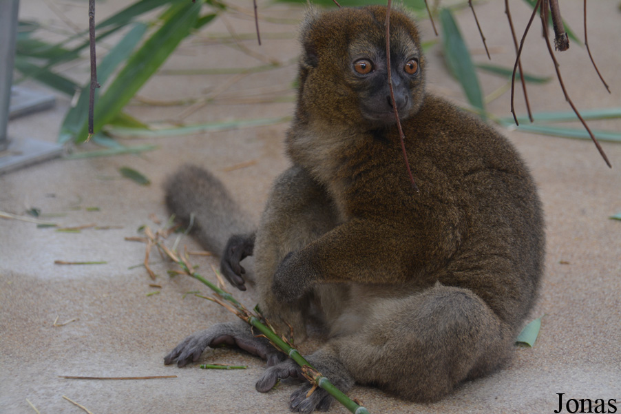 Prolemur simus